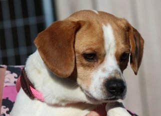 Puggle Dogs for adoption in Yardley, PA, USA