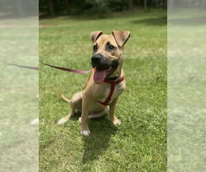 American Staffordshire Terrier-Labrador Retriever Mix Dogs for adoption in Brewster, NY, USA