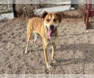 Labrador Retriever-Unknown Mix Dogs for adoption in Fort Collins, CO, USA