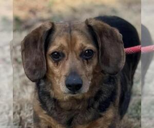 Beagle-Unknown Mix Dogs for adoption in Yardley, PA, USA