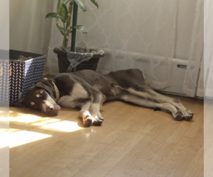 Great Dane Dogs for adoption in Brooklyn, NY, USA