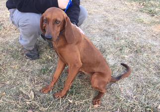 Redbone Coonhound Dogs for adoption in Erwin , TN, USA