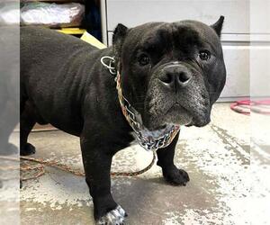 Bulldog-Unknown Mix Dogs for adoption in Stockton, CA, USA