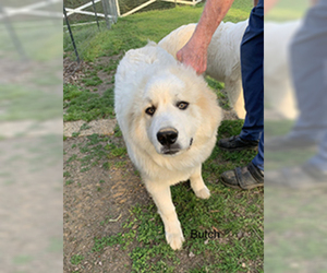 Great Pyrenees Dogs for adoption in Chantilly, VA, USA