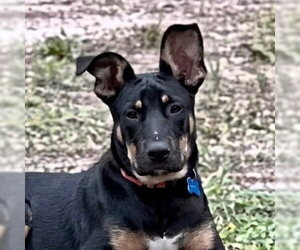 Mutt Dogs for adoption in Canton, CT, USA