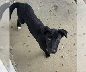 Great Pyrenees-Red Heeler Mix Dogs for adoption in Sterling, MA, USA