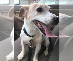 Jack Russell Terrier-Unknown Mix Dogs for adoption in Baltimore, MD, USA