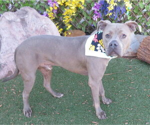 Mutt Dogs for adoption in Oklahoma City, OK, USA