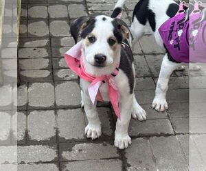 Labrenees Dogs for adoption in Brooklyn Center, MN, USA