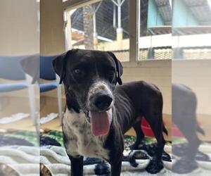 Medium Photo #3 Pointer-Unknown Mix Puppy For Sale in Chula Vista, CA, USA