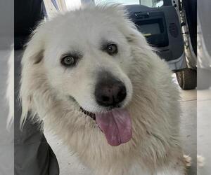 Great Pyrenees Dogs for adoption in Bakersfield, CA, USA