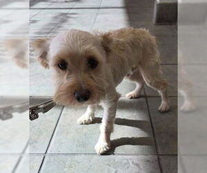 Mutt Dogs for adoption in San Antonio, TX, USA