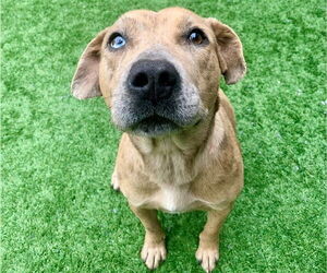 Catahoula Leopard Dog-Unknown Mix Dogs for adoption in Moreno Valley, CA, USA