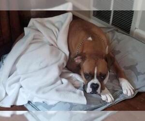 Boxer Dogs for adoption in Dumont, NJ, USA