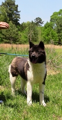Akita Dogs for adoption in Olive Branch, MS, USA