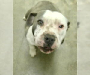 American Pit Bull Terrier Dogs for adoption in Pampa, TX, USA