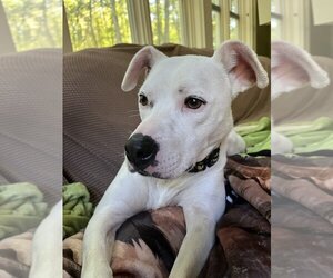 American Pit Bull Terrier-Unknown Mix Dogs for adoption in Brewster, NY, USA