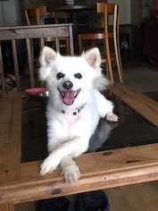 American Eskimo Dog Dogs for adoption in Randallstown, MD, USA