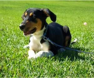 Labrador Retriever Dogs for adoption in Tuscaloosa, AL, USA