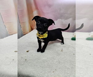 Dachshund-Unknown Mix Dogs for adoption in Metairie, LA, USA