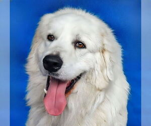 Great Pyrenees Dogs for adoption in Pasadena, CA, USA