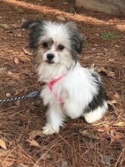 Papillon Dogs for adoption in Westminster, MD, USA