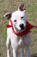 Boxer-Dalmatian Mix Dogs for adoption in Lytle, TX, USA