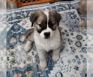 Mutt Dogs for adoption in Lakewood, CO, USA