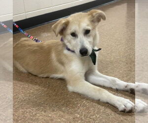 Golden Retriever-Unknown Mix Dogs for adoption in GILBERTS, IL, USA