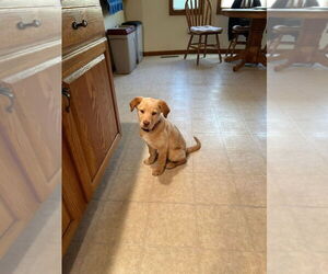 Labrador Retriever-Unknown Mix Dogs for adoption in South Bend, IN, USA