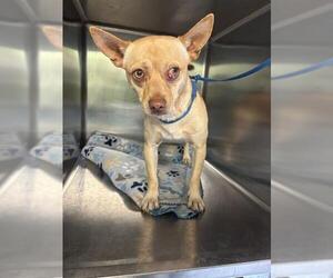 Chihuahua-Unknown Mix Dogs for adoption in Grand Prairie, TX, USA
