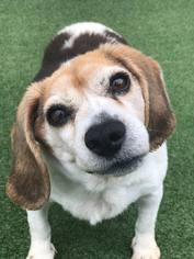 Beagle Dogs for adoption in Plainfield, IL, USA