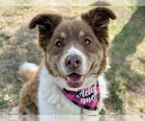 Australian Shepherd-Unknown Mix Dogs for adoption in Pueblo, CO, USA