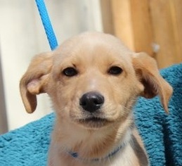 Medium Photo #1 Golden Retriever-Unknown Mix Puppy For Sale in Yardley, PA, USA