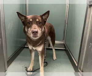 Siberian Husky-Unknown Mix Dogs for adoption in Moreno Valley, CA, USA
