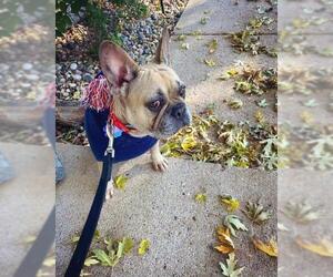 French Bulldog Dogs for adoption in Sioux Falls, SD, USA