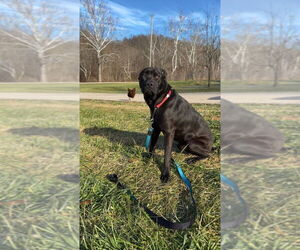 Labrador Retriever-Unknown Mix Dogs for adoption in Aurora, IN, USA