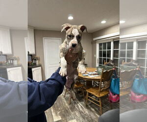 American Staffordshire Terrier-Unknown Mix Dogs for adoption in Holly Springs, NC, USA