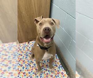 American Pit Bull Terrier Dogs for adoption in Brighton, CO, USA