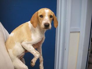 Pointer Dogs for adoption in Eureka Springs, AR, USA