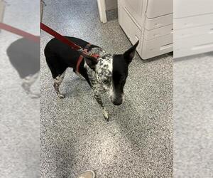 Mutt Dogs for adoption in Palmetto, FL, USA