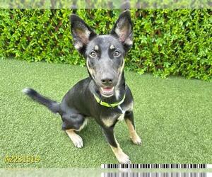 German Shepherd Dog Dogs for adoption in West Palm Beach, FL, USA