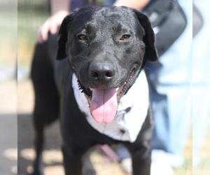 Labrador Retriever-Unknown Mix Dogs for adoption in San Antonio, TX, USA