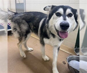 Alaskan Malamute-Unknown Mix Dogs for adoption in Anchorage, AK, USA