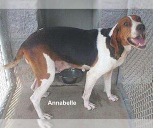 Treeing Walker Coonhound Dogs for adoption in Westwood, NJ, USA