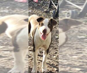 American Staffordshire Terrier-Unknown Mix Dogs for adoption in San Antonio, TX, USA