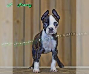 Boston Terrier Dogs for adoption in Mt Carmel, PA, USA