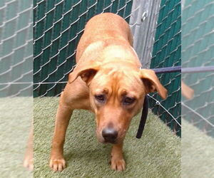 American Pit Bull Terrier-Labrador Retriever Mix Dogs for adoption in Downey, CA, USA