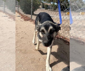 German Shepherd Dog-Unknown Mix Dogs for adoption in HESPERIA, CA, USA
