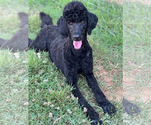 Poodle (Standard) Dogs for adoption in Pacolet, SC, USA